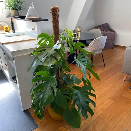 Definitief Gesloten 公寓 *